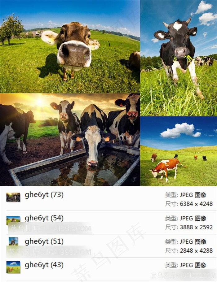 奶牛高清摄影素材