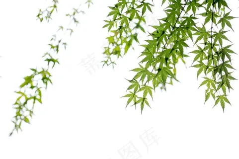 自然绿色枫叶 自然绿色枫叶