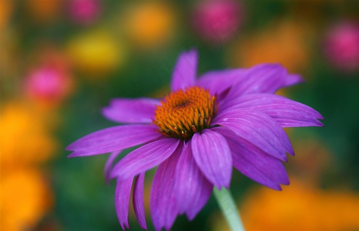 唯美鲜花花蕊高清图片