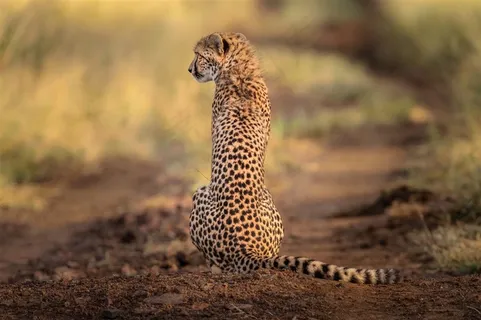 唯美野生动物背影坐在路上的豹子图片