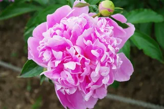 粉红色的牡丹鲜花特写图片