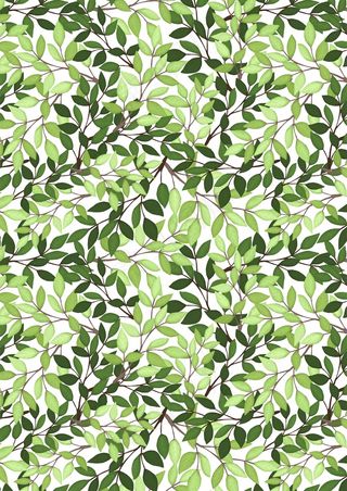 小清新 绿叶背景