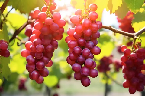 阳光下的葡萄葡萄架水果摄影图