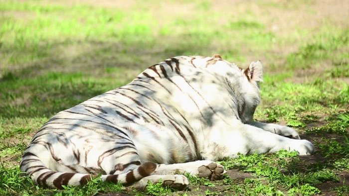 躺在草地上的白虎打哈欠