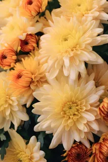 菊花光照摄影图