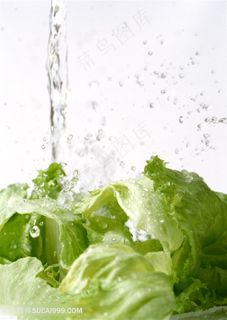 新鲜生菜蔬菜高清素材
