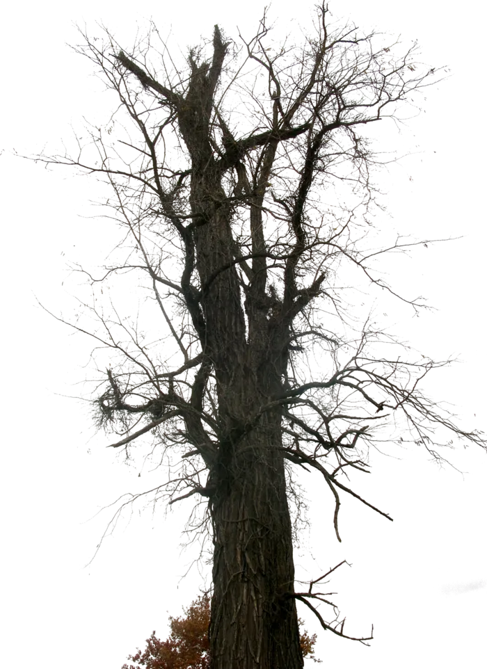 枯树古典元素传统