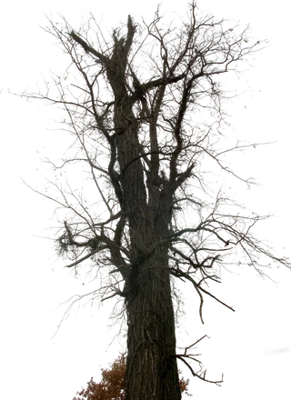 枯树古典元素传统