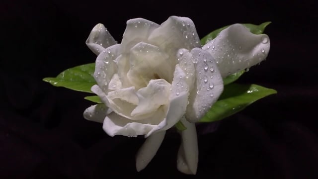 茉莉花, 滴, 花, 白色的, 花瓣, 湿