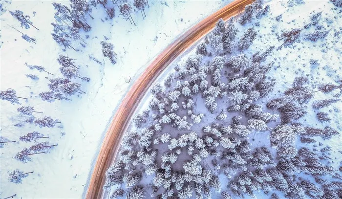 被大雪覆盖的松树林摄影图