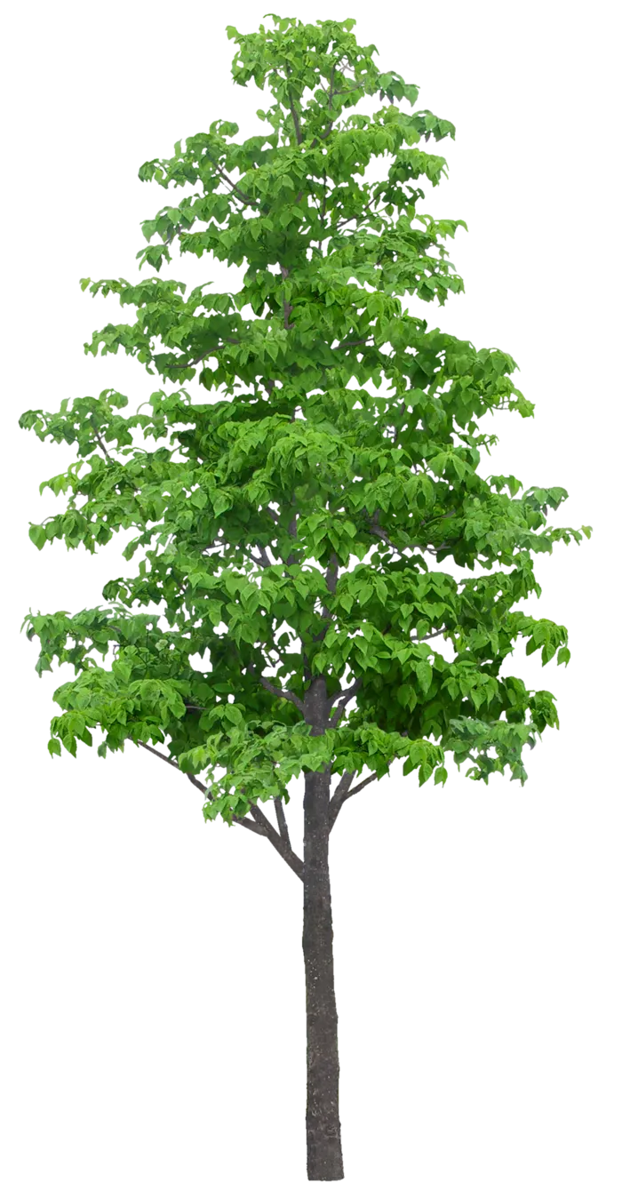 高清树木素材 免抠PSD植物素材 美术绘画园林贴图 树草灌木花草