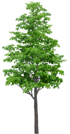 高清树木素材 免抠PSD植物素材 美术绘画园林贴图 树草灌木花草