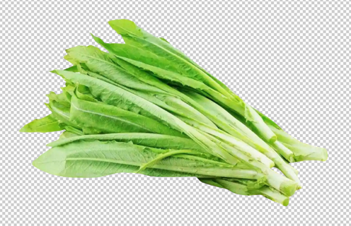 油麦菜免扣素材