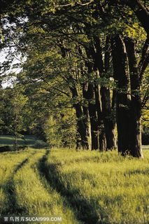 树木树叶-草丛边的一颗大树