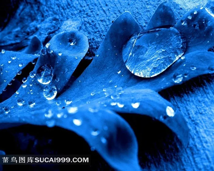 蓝色树叶露珠素材图片下载