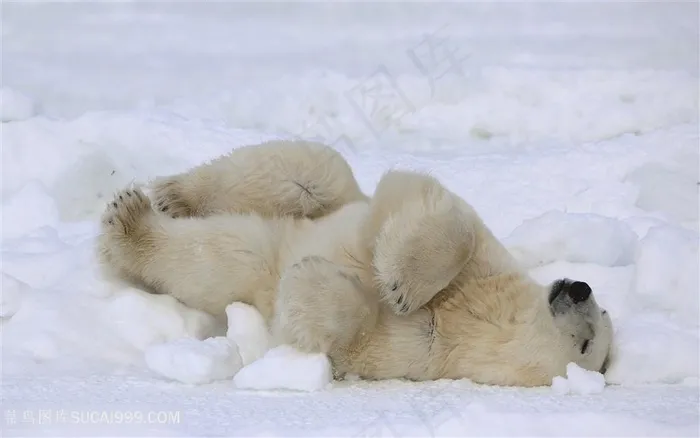 雪地翻滚的北极熊图片
