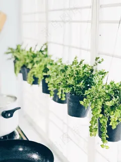 盆栽绿萝植物图片 盆栽绿萝植物图片