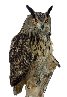 猫头鹰野生动物设计素材动物园鹰