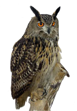 猫头鹰野生动物设计素材动物园鹰