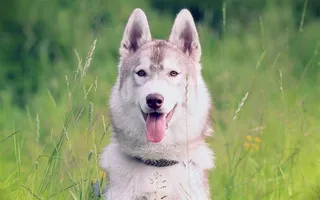 吐舌狼狗狗图片