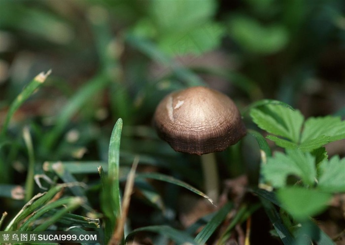 一颗草地里盛开的深色蘑菇