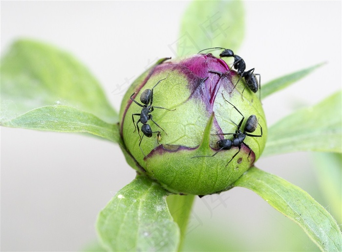 不辞劳苦的蚂蚁素材图