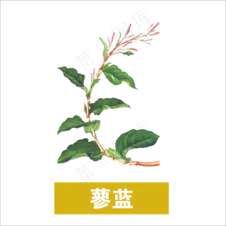 手绘草本中药药材蓼蓝