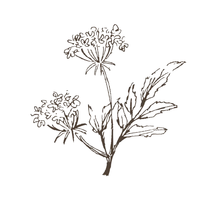 线条草本花卉手绘植物-花3