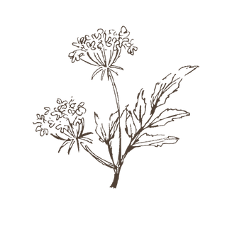 线条草本花卉手绘植物-花3