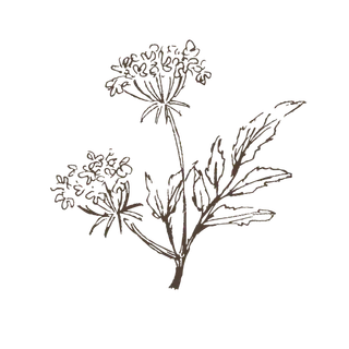 线条草本花卉手绘植物-花3