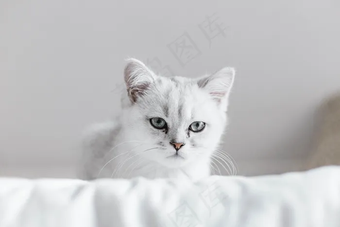 猫, 白色的, 小猫, 宠物, 白色猫咪