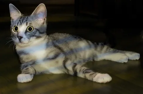 呆萌家养宠物猫图片 呆萌家养宠物猫图片