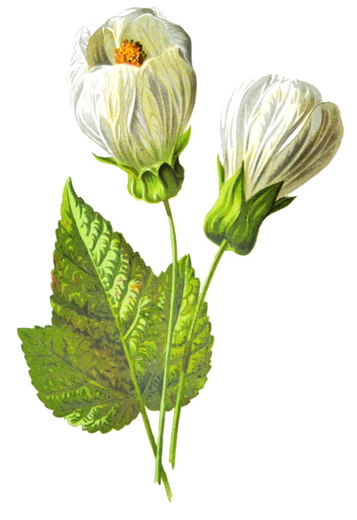 复古手绘植物花卉玫瑰花PNG免扣图案高清图片PS设计素材图