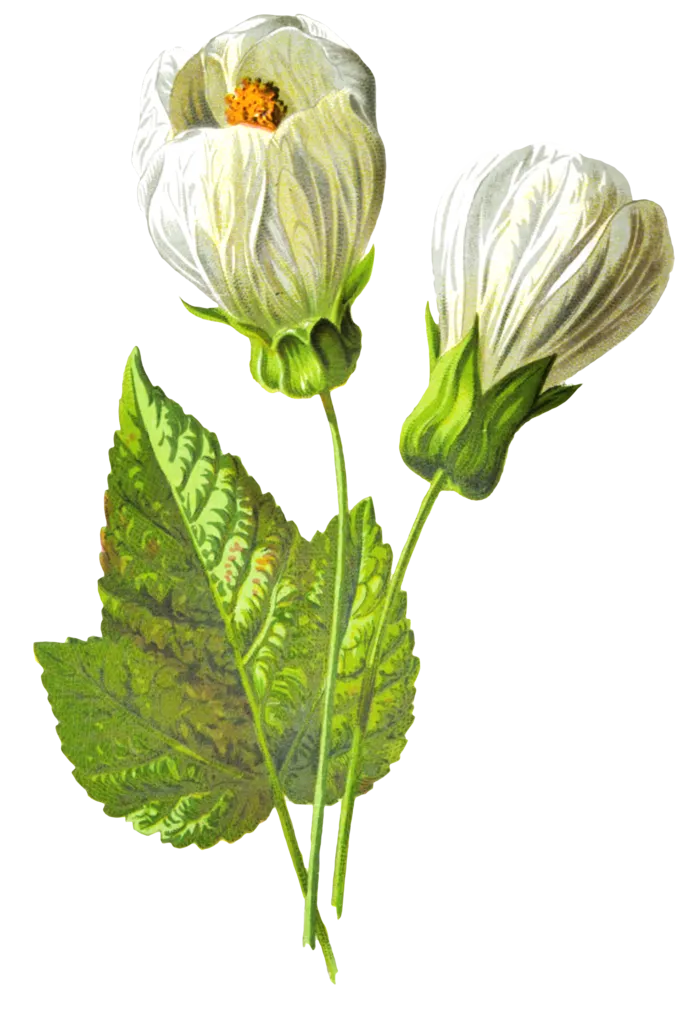 复古手绘植物花卉玫瑰花PNG免扣图案高清图片PS设计素材图