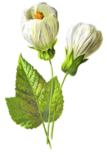 复古手绘植物花卉玫瑰花PNG免扣图案高清图片PS设计素材图