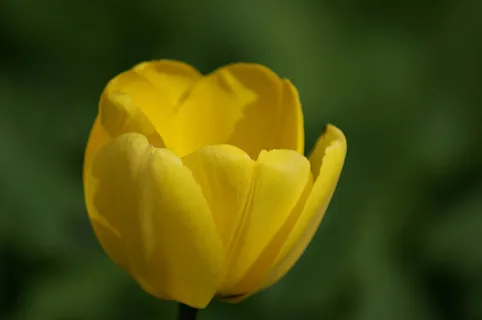 美丽花朵金色郁金香背景素材 美丽花朵金色郁金香背景素材