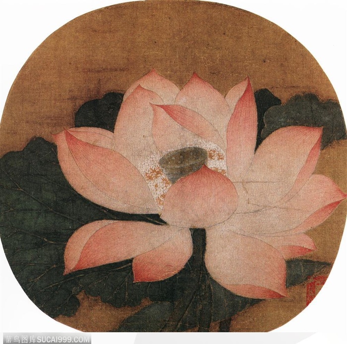 花鸟篇-荷花绽放