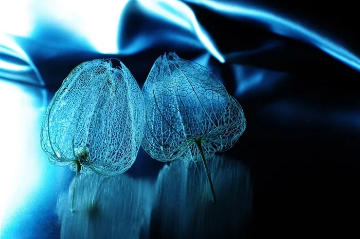 唯美梦幻鲜花图片