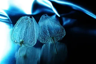 唯美梦幻鲜花图片