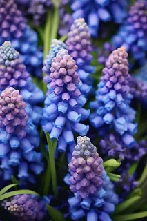 紫色葡萄花信子鲜花摄影图