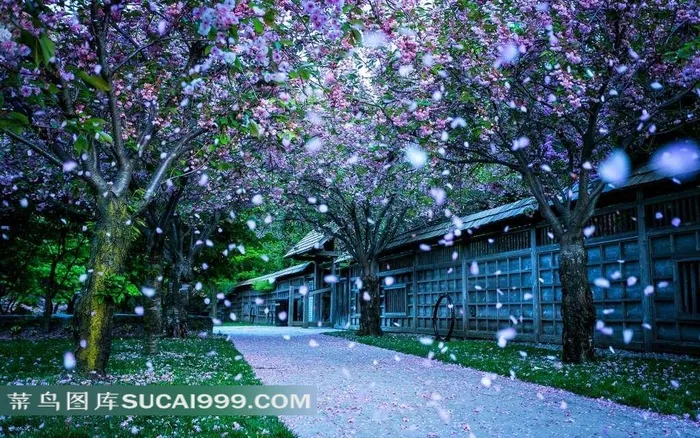 樱花小镇街道唯美风景