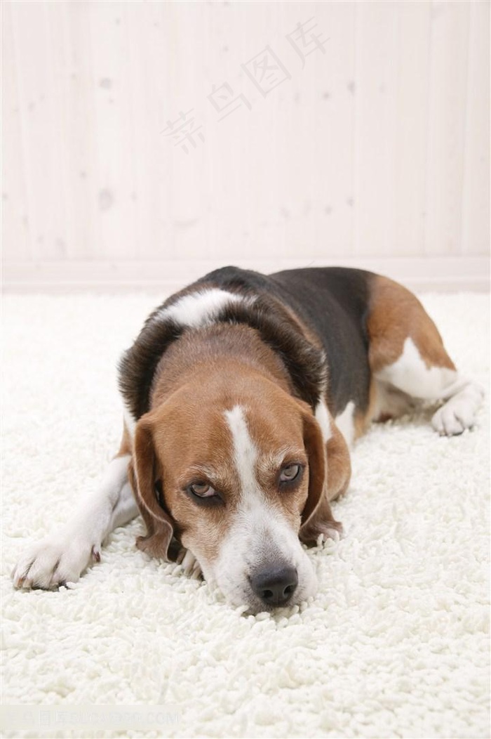 高清趴在地毯上的米格鲁猎兔犬狗狗图片