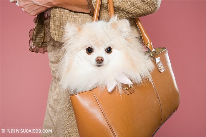 高清美女手提包里博美犬狗狗图片