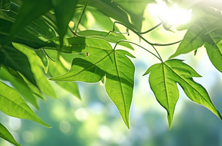 夏天阳光下的绿叶摄影图