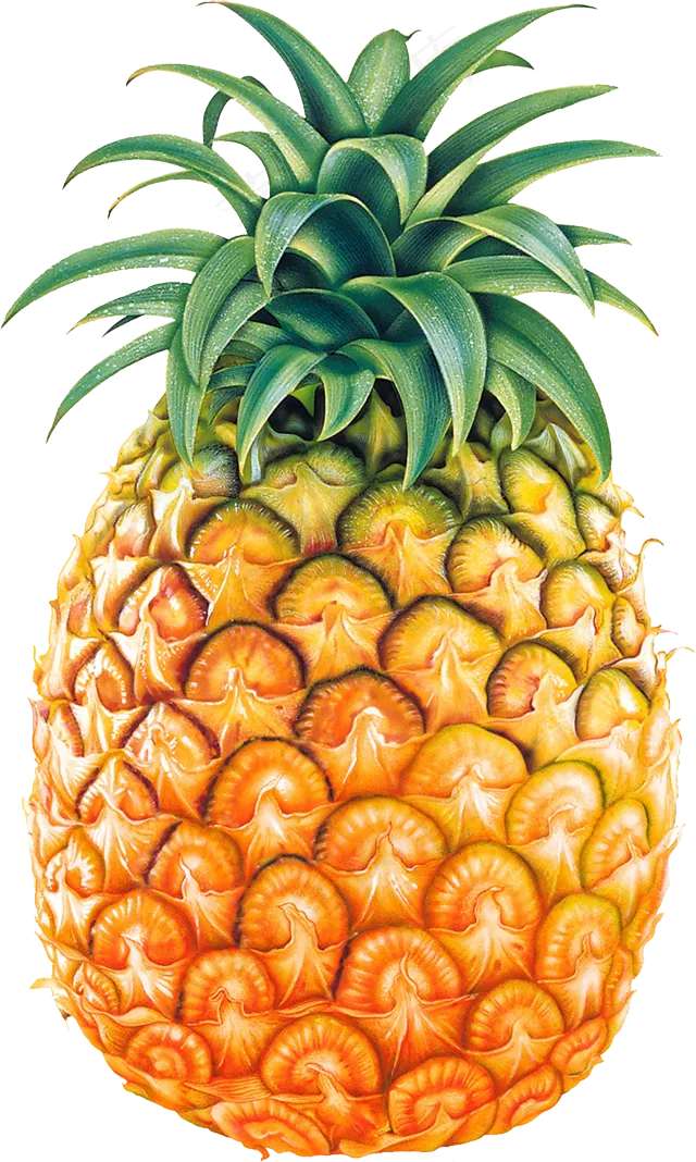 PNG 菠萝  