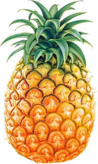 PNG 菠萝  