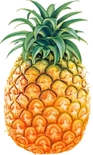 PNG 菠萝  