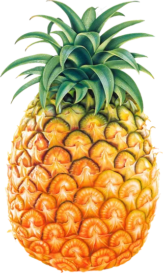 PNG 菠萝  
