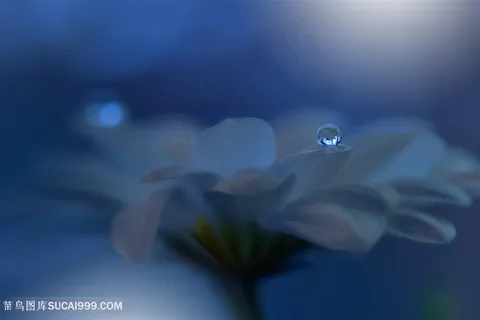 高清唯美水珠鲜花图片 高清唯美水珠鲜花图片