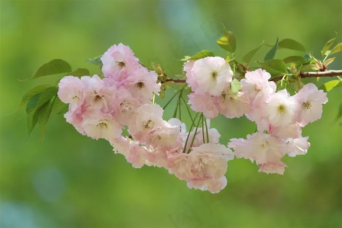 盛开中的樱花
